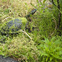 6263   Eastern long neck turtle