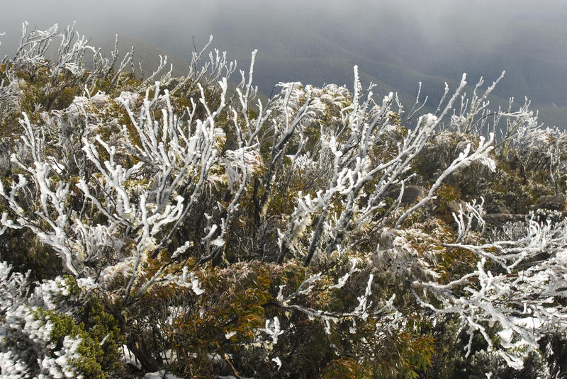 plants covered in frost during the harsh tasmanian winter