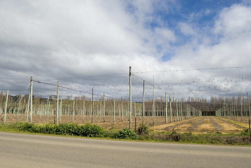 fields of tasmanian farming