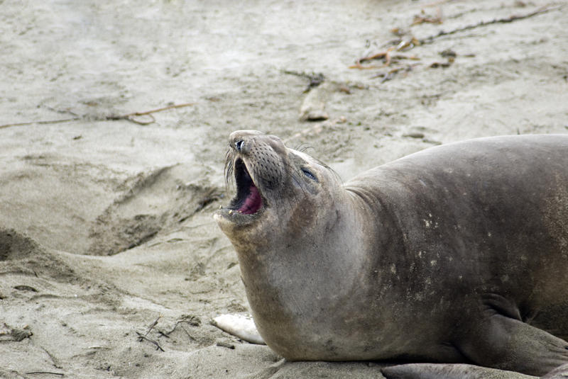 californain seal yawning AÃ±o Nuevo State Reserve