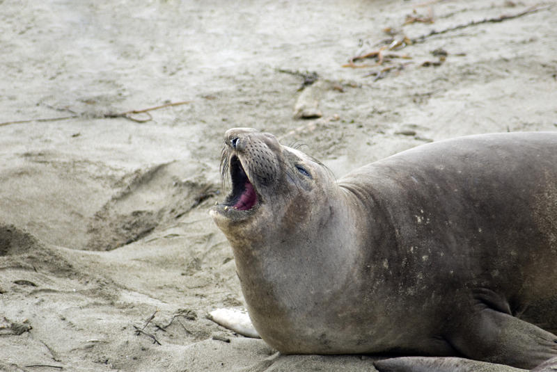 californain seal yawning Año Nuevo State Reserve