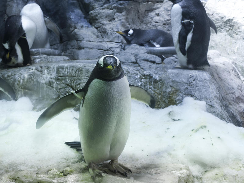 Inquisitive adult gentoo penguin in captivity standing looking at the camera with its flippers riased with others visible behind on rocks
