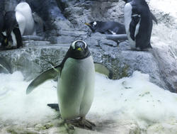 7387   Gentoo penguin in captivity