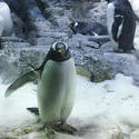 7387   Gentoo penguin in captivity