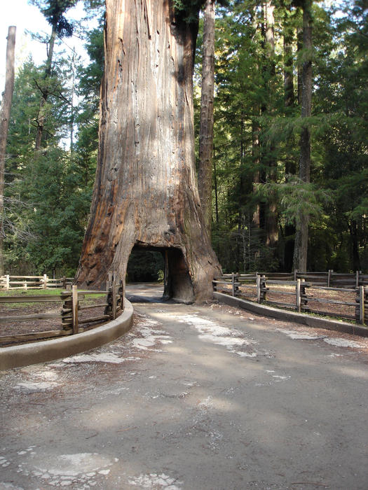 a giant redwood tree you can drive through