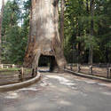 5771   redwood tree