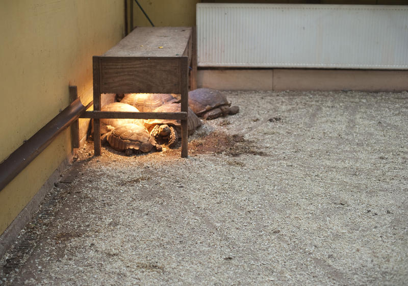 Giant tortoises in captivity sheltering under the warmth of lights under a light table in an enclosure with copyspace