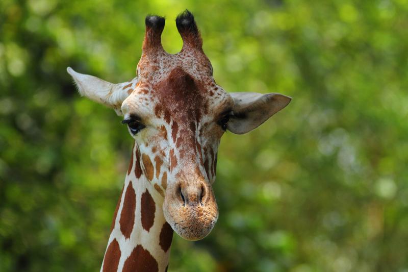 Girafe profile taken at Zoo, Dehiwala, Srilanka