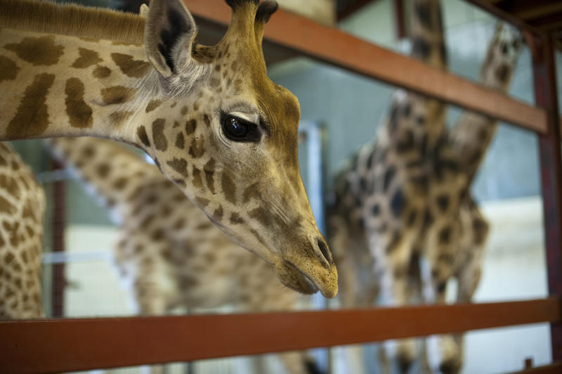 Inquisitive giraffe in captivity bending his head down to peer between the railings at the camera