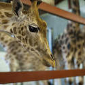 6265   Giraffe in captivity