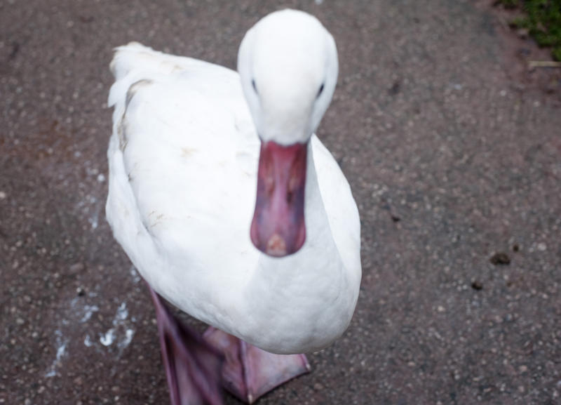 High angle view of a web-footed white domestic goose standing in a farmyard on the ground