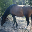 6374   Horse grazing in woodland