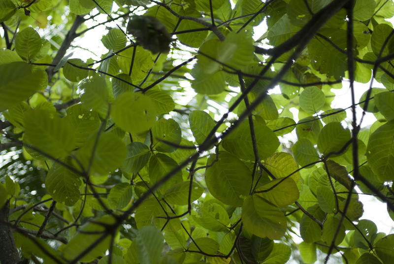 Botanical background of large fresh green leaves growing in the canopy of a tree giving shade