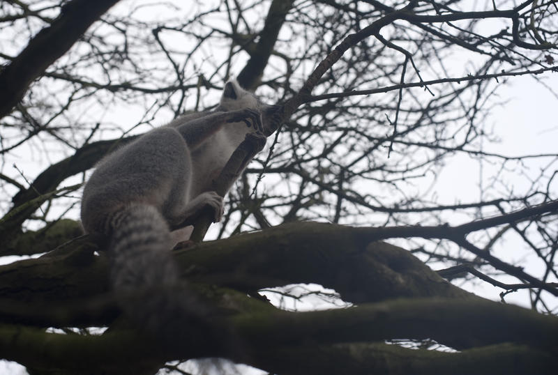 View from underneath of a grey lemur, an arboreal Madagascan prosimian, climbing a tree
