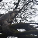 6398   Grey lemur climbing a tree