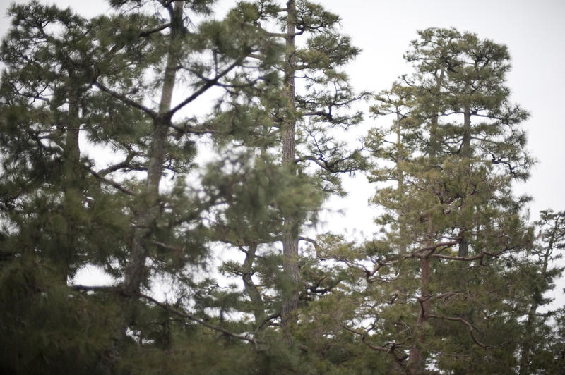 a dreamlike ethereal effect photo of manicured pine trees in a japanese temple garden