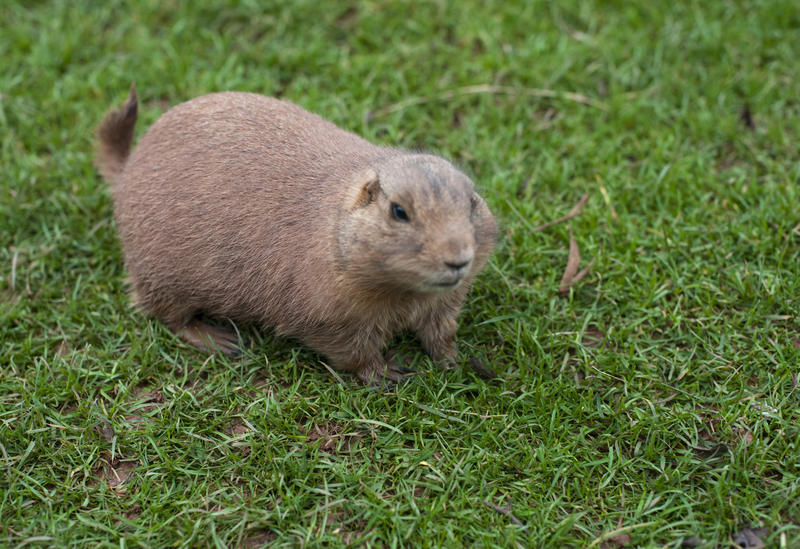 Fat brown guinea pig standing a green grass looking inquisitively at the camera with copyspace