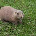 6375   Fat brown guinea pig