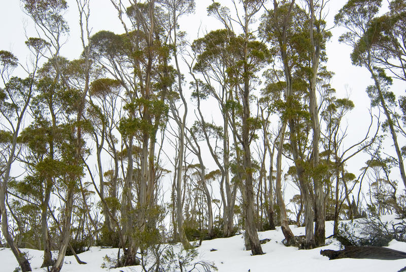 alpine gum trees and snow covered ground, walls of jerusalem national park in winter, tasmania