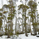 5863   gum trees