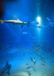 7422   Hammerhead shark swimming underwater