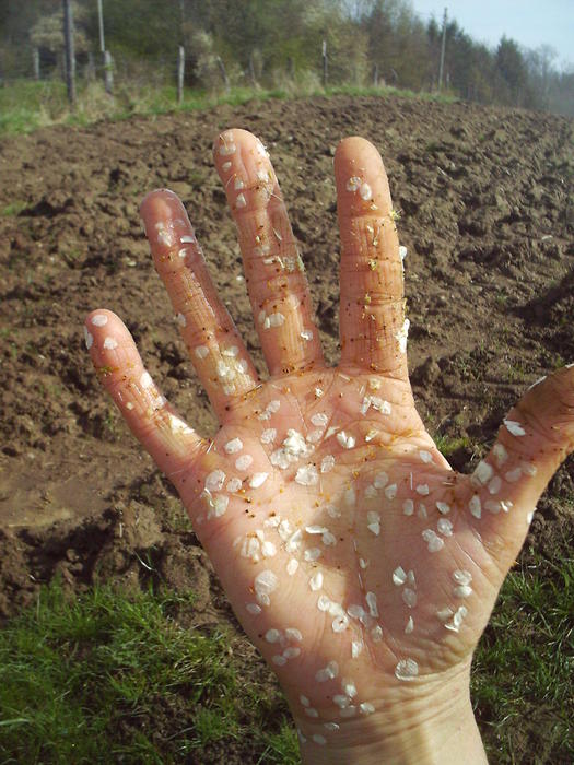 <p>hand with blossom leaves</p>