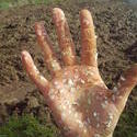 5149   hand blossom