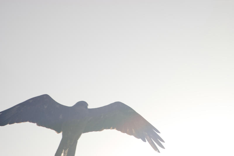 Hawk flying overhead through sun flare with its wings outspread and plenty of copyspace