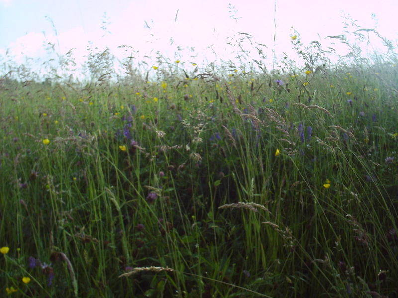 <p>hayfield in france - grunge / lomo style</p>