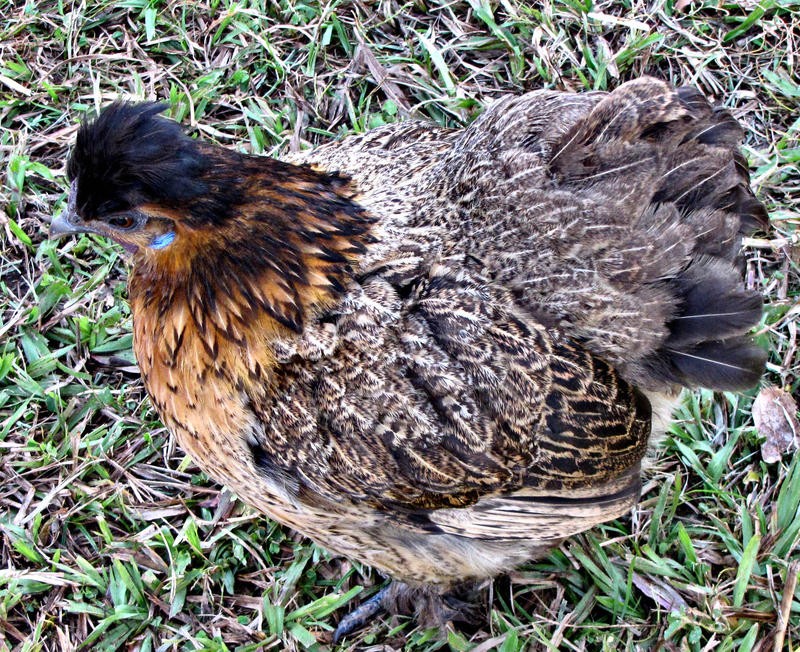 <p> brown bantam hen with a bit blue </p>