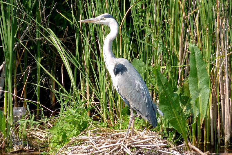 <p>Heron on nest in nature reserve Guisveld, Koog aan de Zaan, 2009&nbsp;</p>