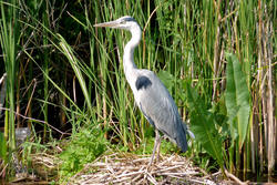5934   heron on nest koog aan de zaan 2009