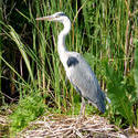 5934   heron on nest koog aan de zaan 2009