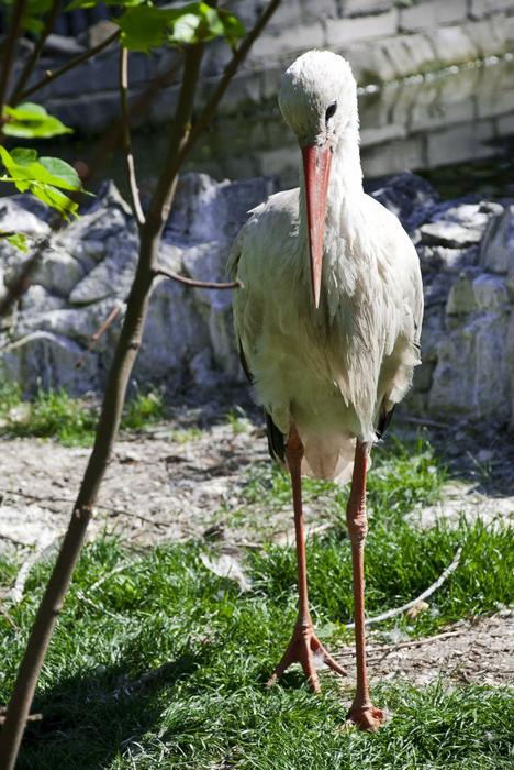 <p>heron in a zoo </p>