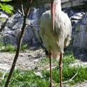 5234   heron zoo