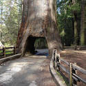 5766   drive through sequoia