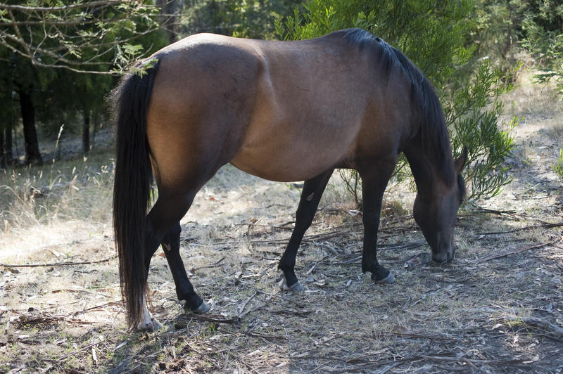 Brown mare grazing in woodland on a farm standing angled away from the camera