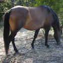 6399   Brown mare grazing