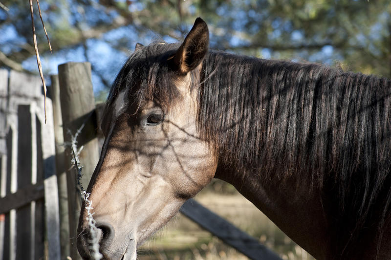 Head of a brown horse standing alongside a wooden pole and fence