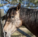 6376   Head of a brown horse