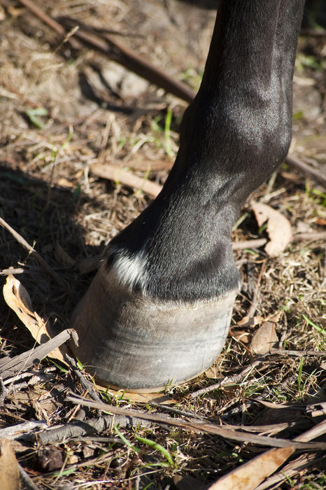 Closeup of a horse hoof showing the bony sheath, fetlock and leg