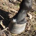 6400   Closeup of a horse hoof