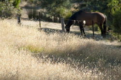 6266   Horse in a grassy meadow