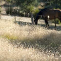 6266   Horse in a grassy meadow