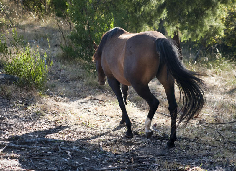 Brown horse walking away from the camera into a sunlit patch of woodland