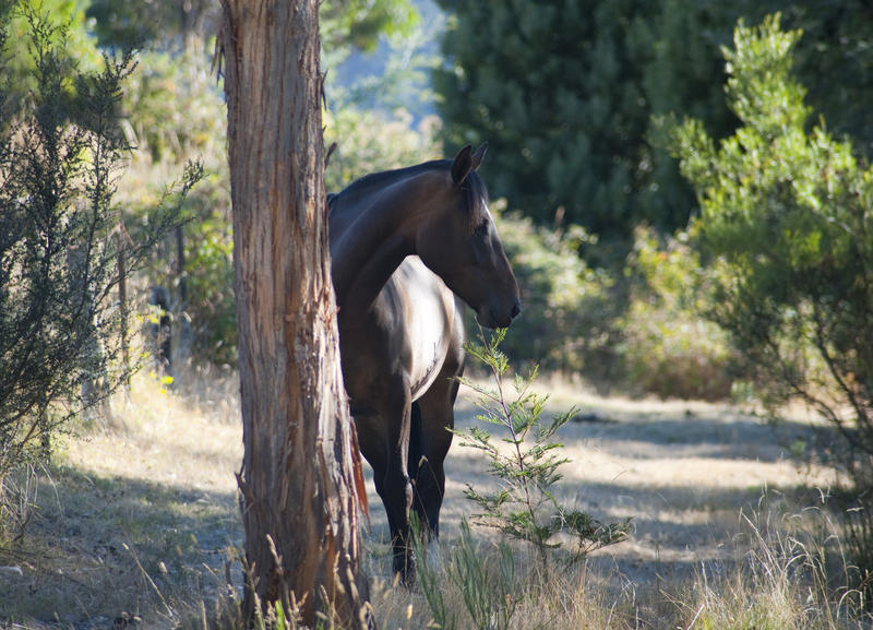 Lone brown horse standing partly concealed behind a tree trunk in woodland