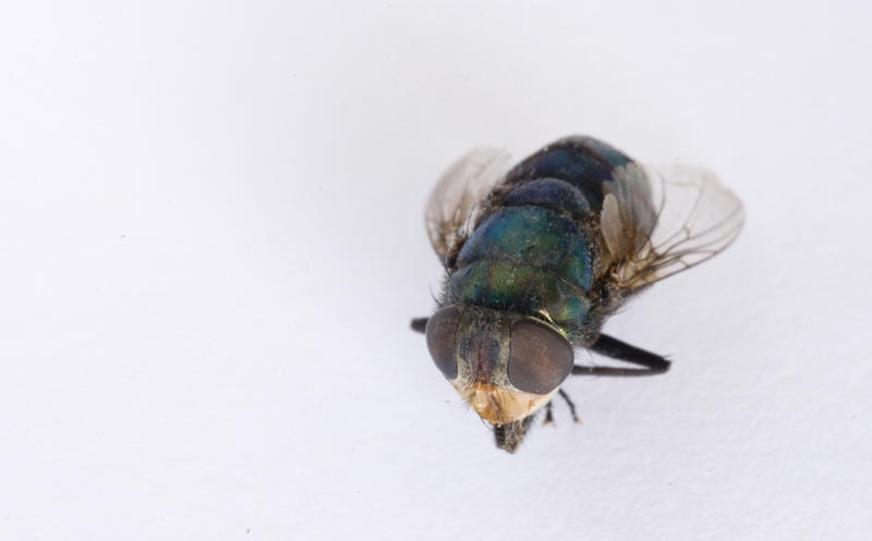 Macro of a dead housefly showing the mouthparts and compound eyes over white with copyspace