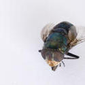 6378   Macro of a dead fly