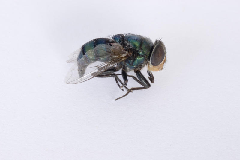 Housefly macro on white of a dead fly lying sideways on paper showing the detail of the wing and compound eye