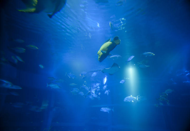 a humphead wrasse swimming among other fish in giant aquarium tank